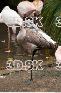 Body texture of gray flamingo 0020